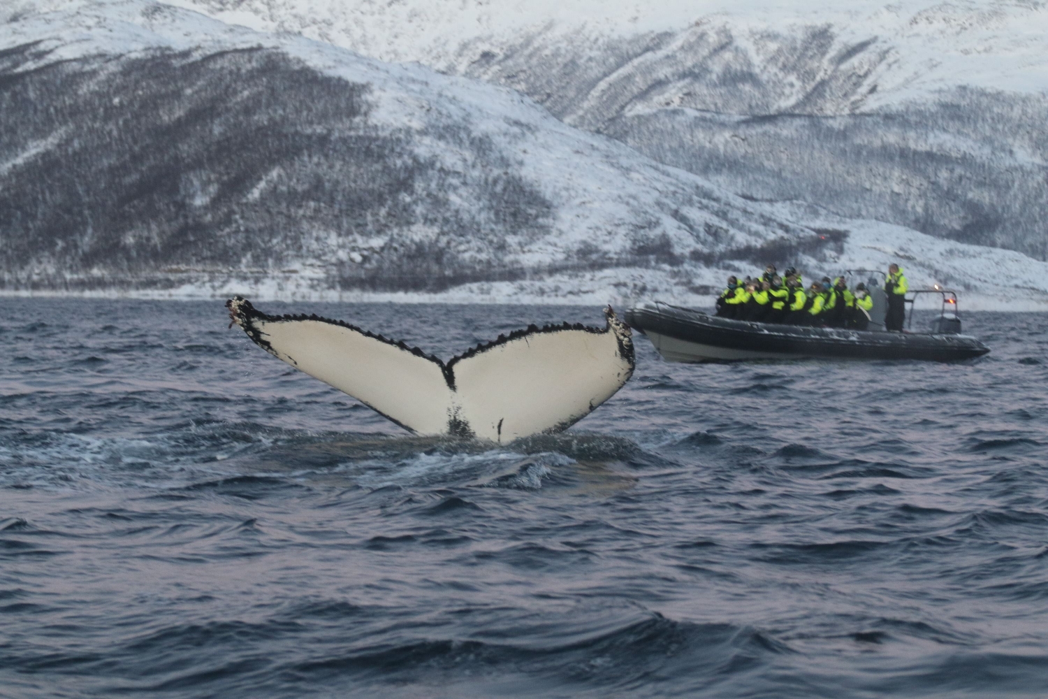 whale safari by rib