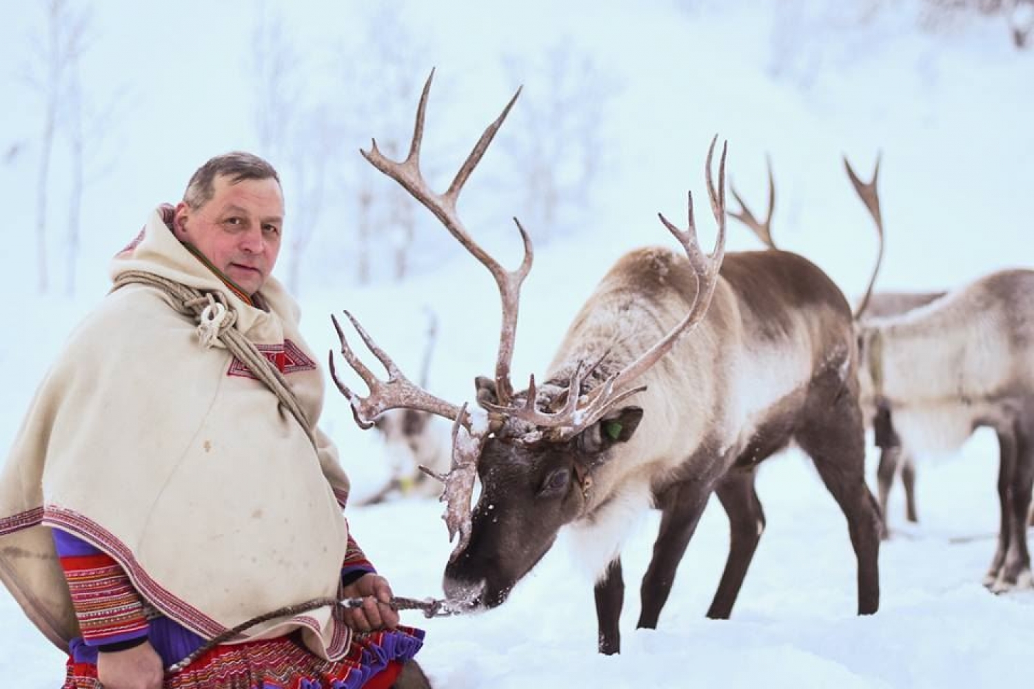 A Sami and reindeer