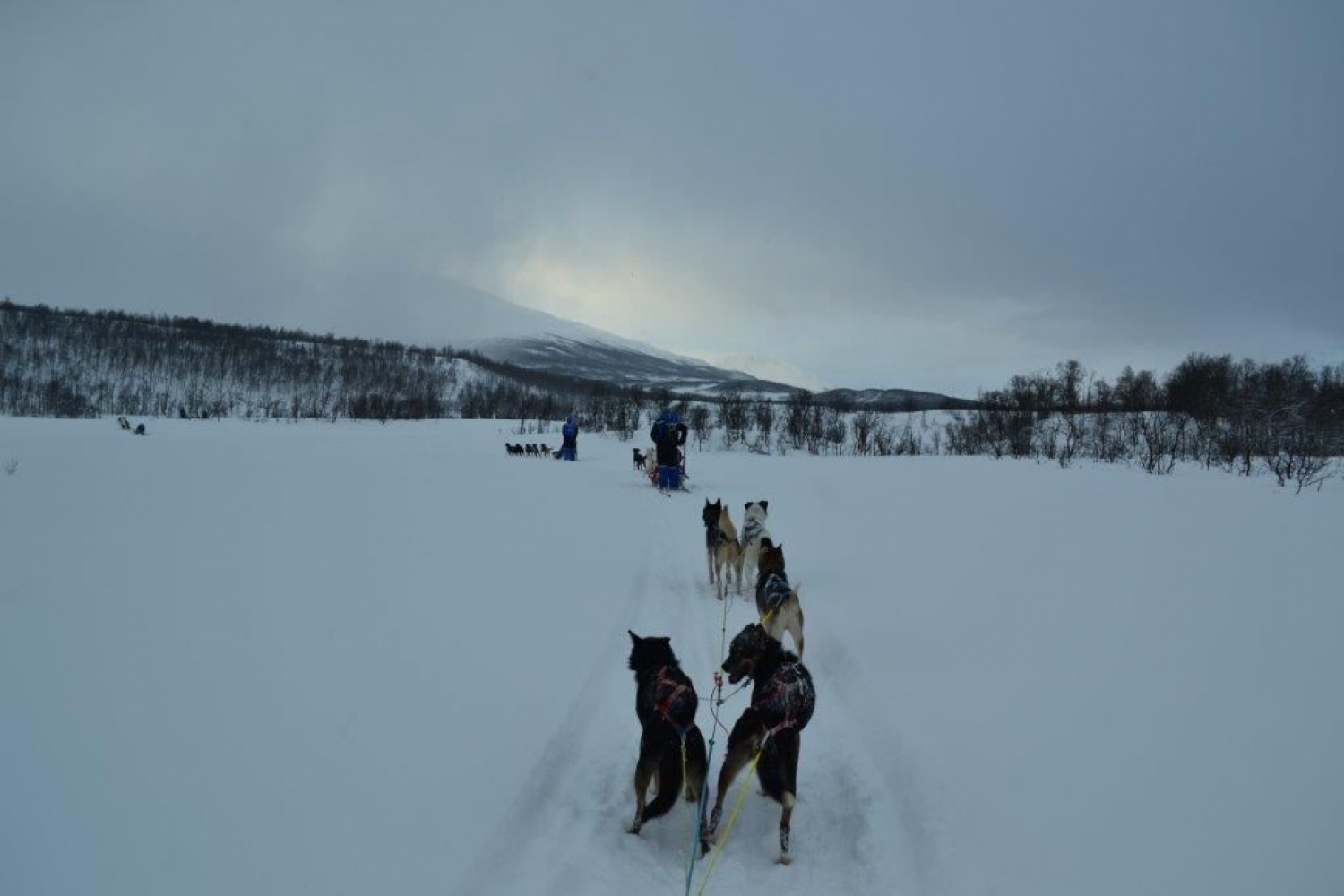 Hundeslede i vinterlandskap i Skibotn