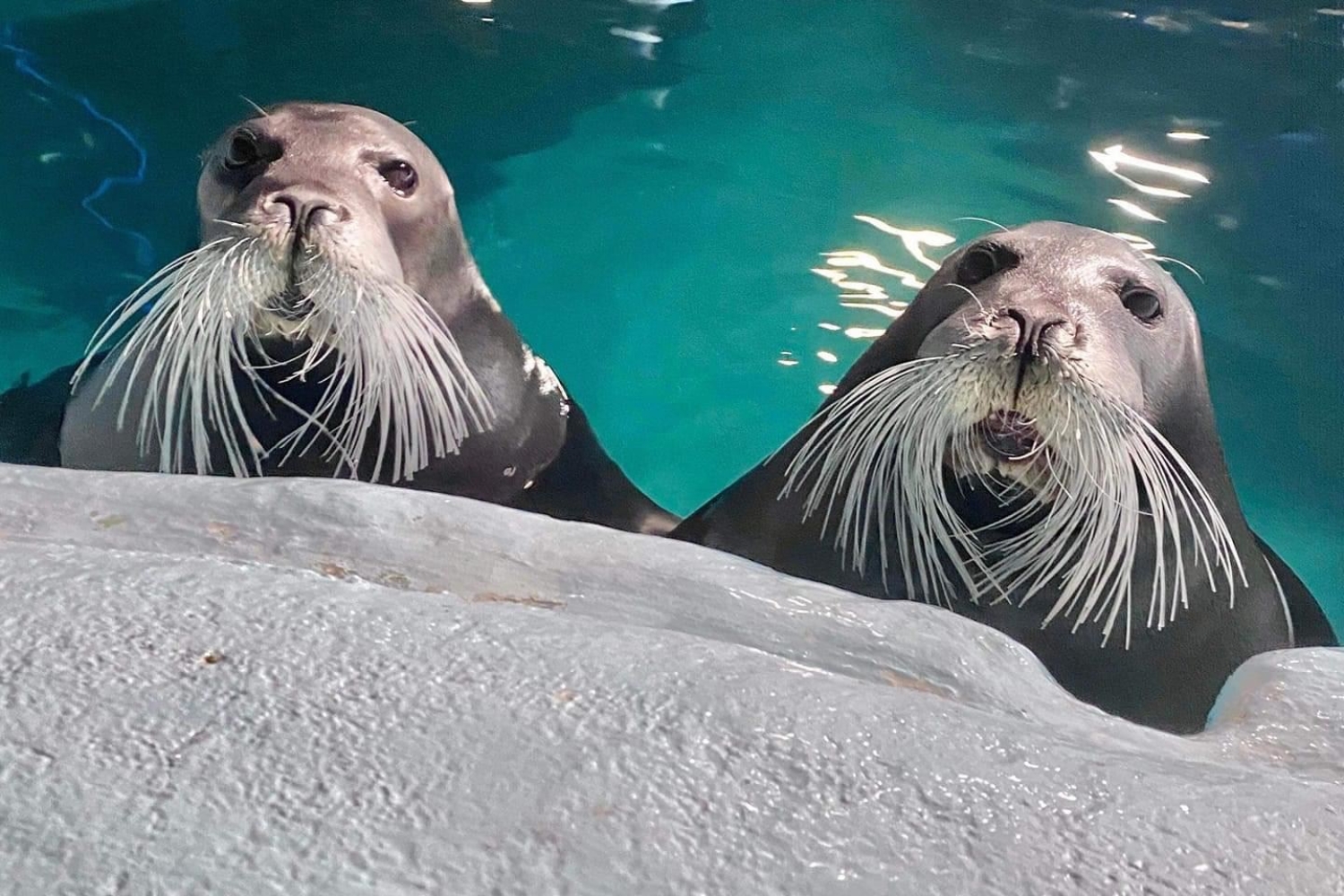 Seals at Polaria, Tromsø