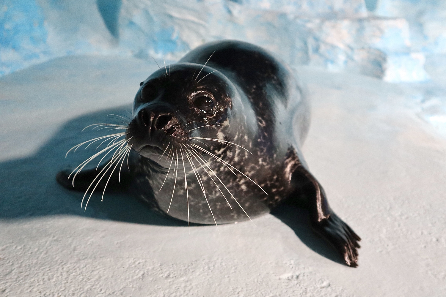 The seal Lyra at Polaria, Tromsø