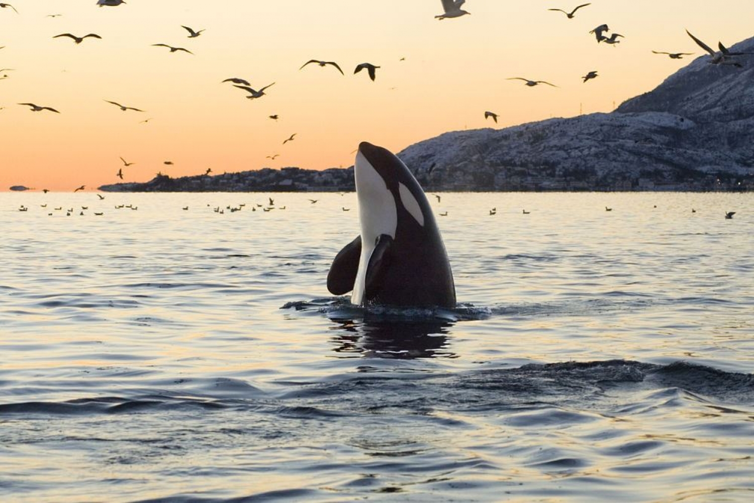 Orca coming up from the sea