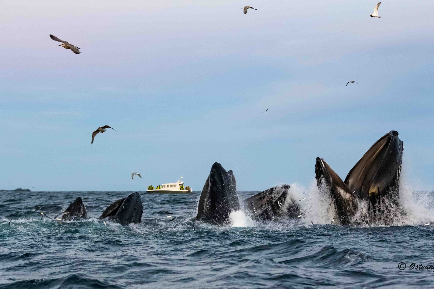 Humpback whales eating fish