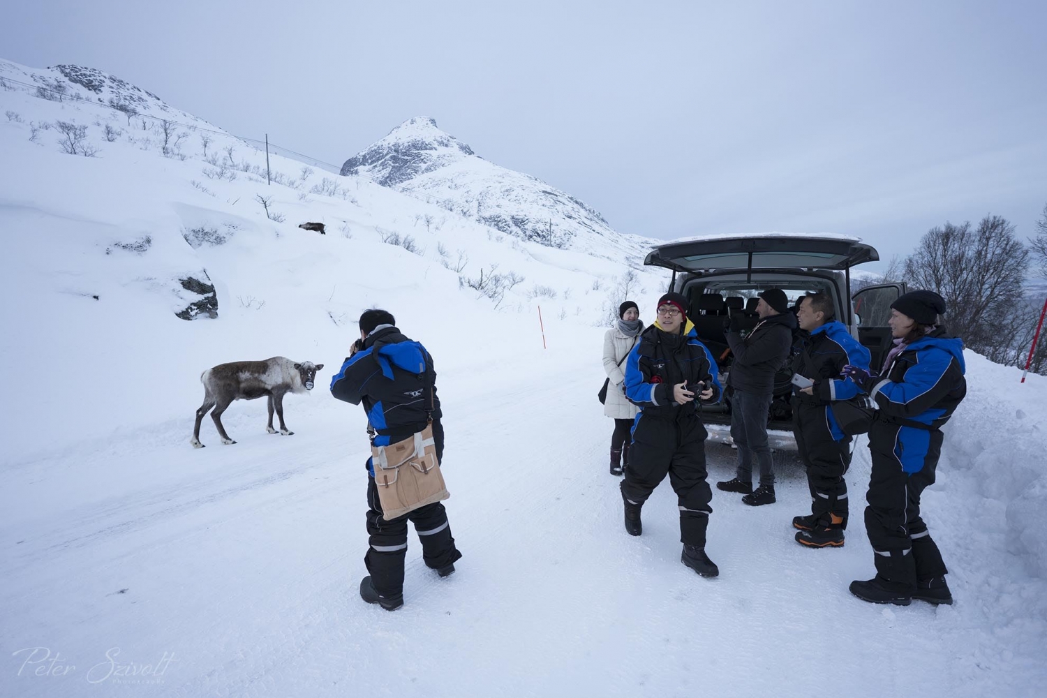Gruppe mennesker tar bilde av reinsdyr på veien