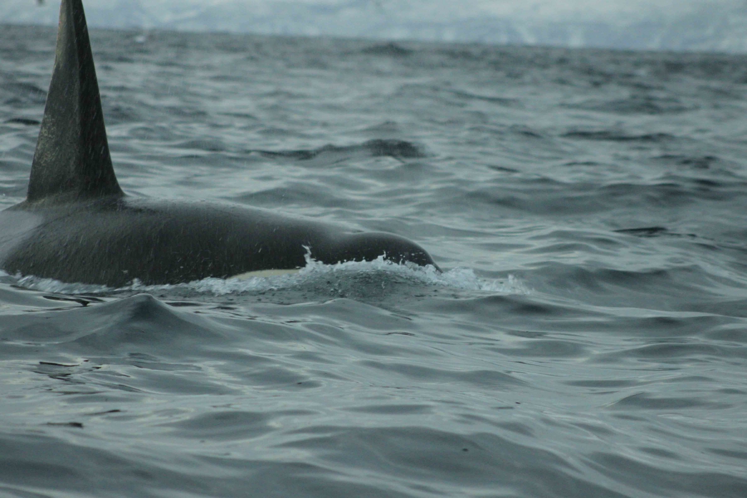 Orca in the sea outside of Skjervøy