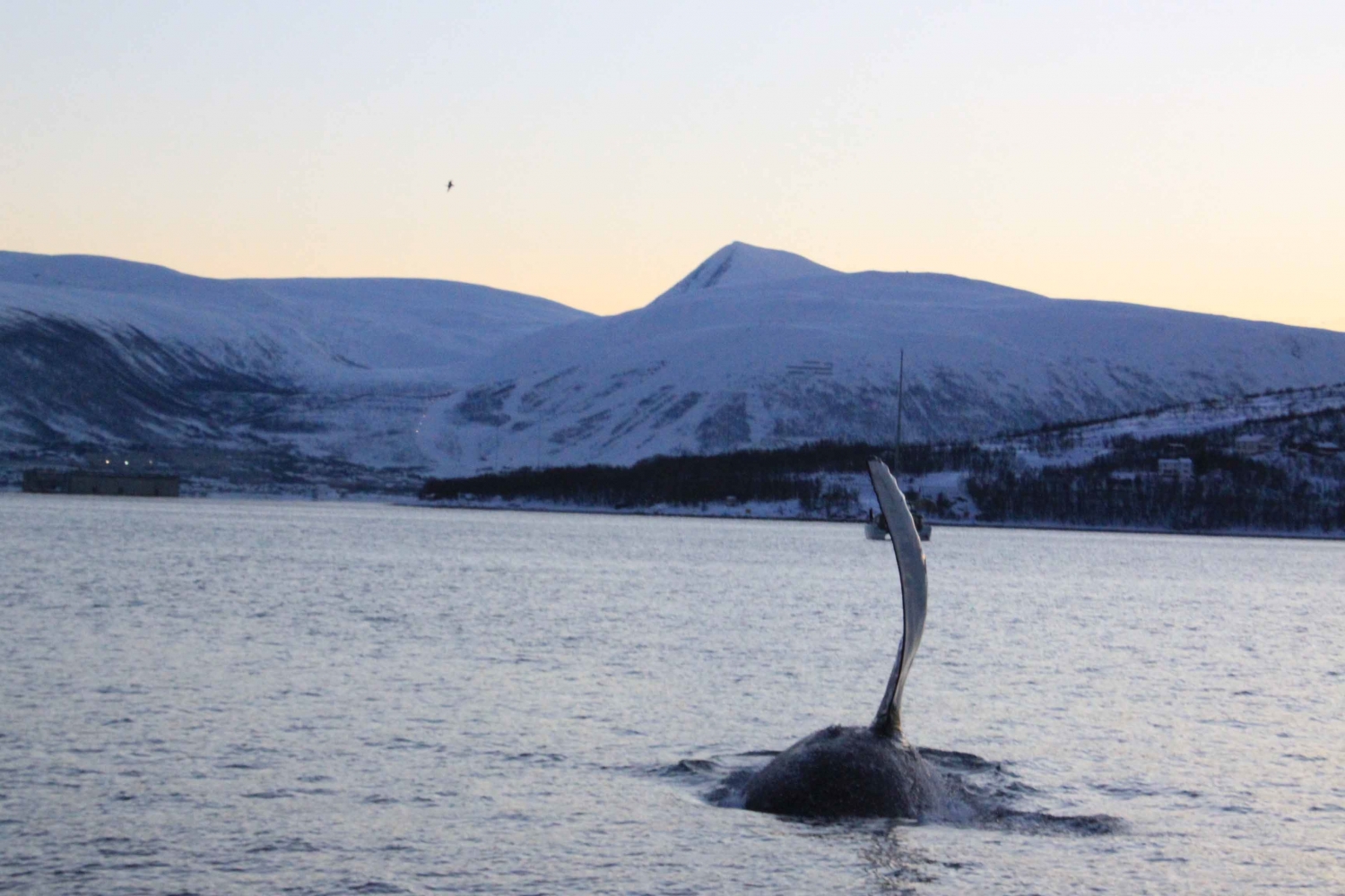 Humpback whale in the sea outside of Skjervøy