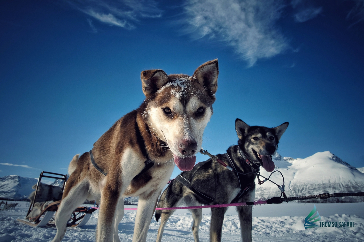 Huskyer klare for hundesledetur i Tamokdalen nord for Tromsø