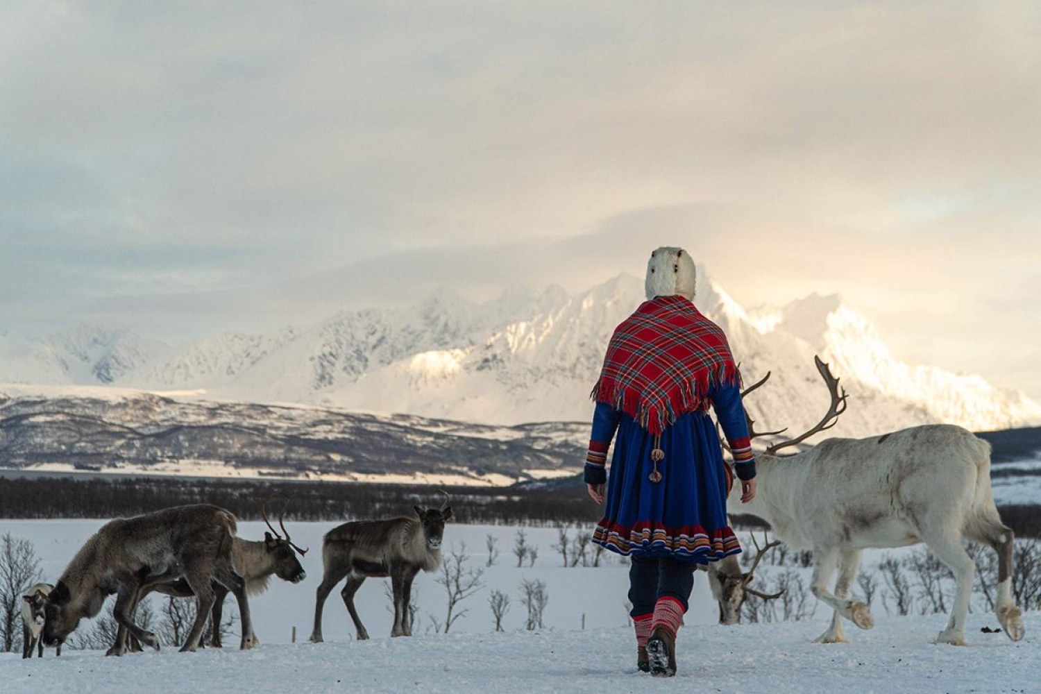 Samisk person med reinsdyrene
