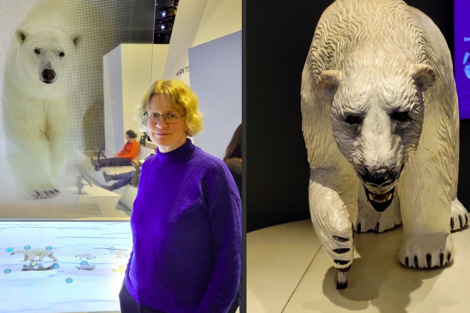 Oppdag Tromsøs isbjørner - Fengende fortid og presserende nåtid