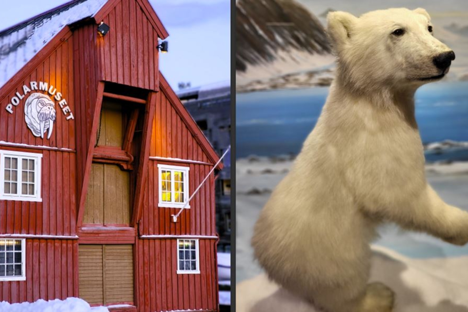 Oppdag Tromsøs isbjørner - Fengende fortid og presserende nåtid