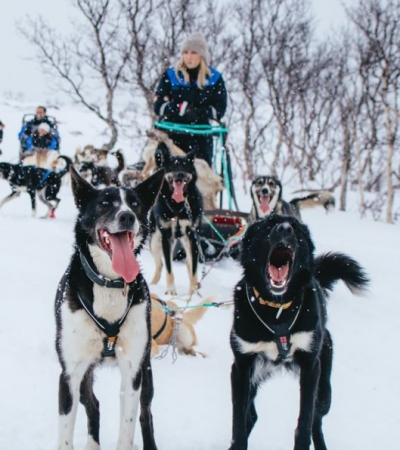 Winter activity dogsledding with husky in Tromsø