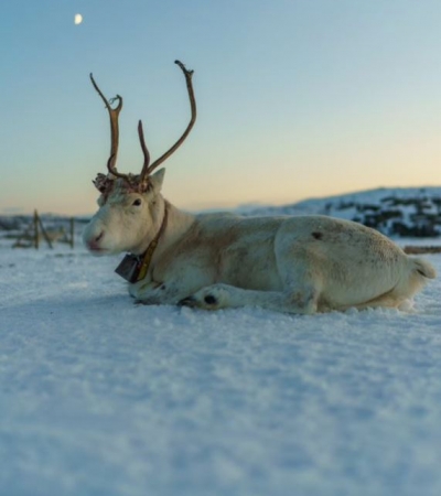 White reindeer in Tromsø